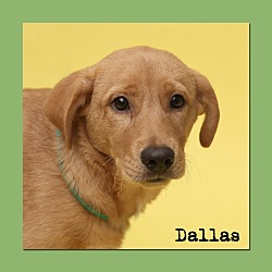 Thumbnail photo of Dallas #1