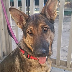 front range german shepherd rescue