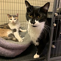 adopt a pet