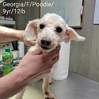 Photo of Georgia the Poodle