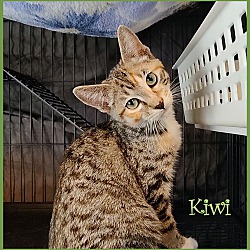 Photo of Kiwi