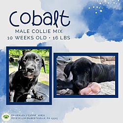 Thumbnail photo of Cobalt #1