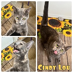 Photo of Cindy Lou - PetSmart