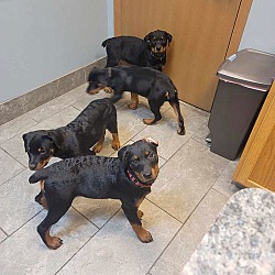 Thumbnail photo of Rottweiler Puppies #4