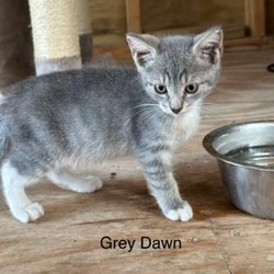 Thumbnail photo of Grey Dawn #1