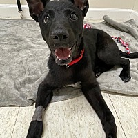 adopt a pet