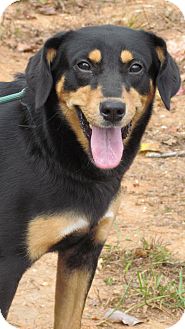 german pinscher beagle mix