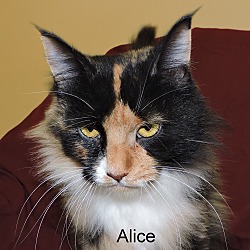 Thumbnail photo of Alice #2