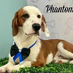 Photo of Phantom