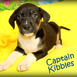 Thumbnail photo of Captain Kibbles~adopted! #2