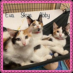 Thumbnail photo of SKYE (R) (see EVA and ABBY) #4