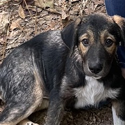 Photo of Shep
