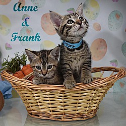 Photo of ANNE FRANK & FRANK ZAPPA