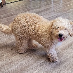 Photo of TOM or JERRY Mini goldendoodles