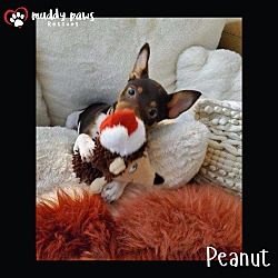 Photo of Peanut (Courtesy Post)