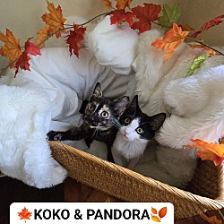 Thumbnail photo of KOKO and PANDORA #2