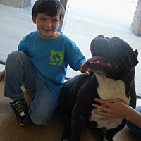 adopt a pet