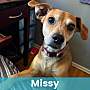 MISSY - Mixed Breed (Medium) available for adoption