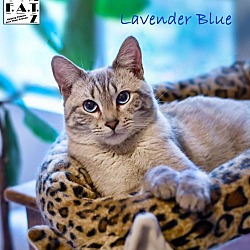 Thumbnail photo of Lavendar Blue #1