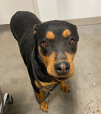 Tucson, AZ - Rottweiler. Meet NALA a Pet for Adoption - AdoptaPet.com