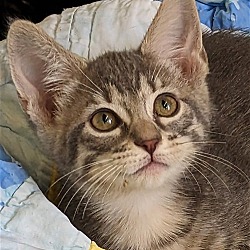 Photo of Misty