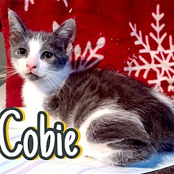 Photo of Cobie