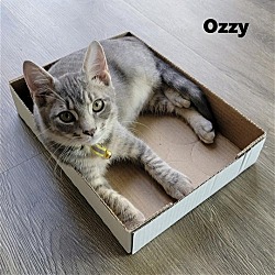 Photo of Ozzy