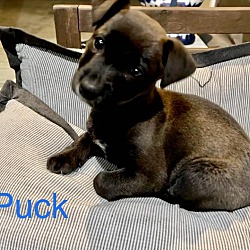 Photo of PUCK
