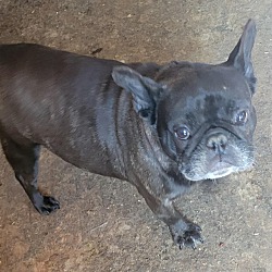 Chicopee, MA - French Bulldog. Meet ROSIE a Pet for Adoption ...