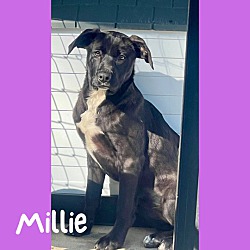 Photo of Millie