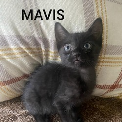 Thumbnail photo of Mavis #1