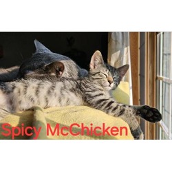 Thumbnail photo of Spicy McChicken #1