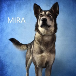 Thumbnail photo of Mira #1