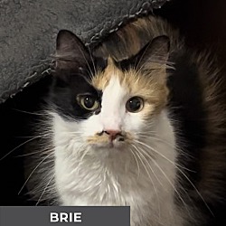 Thumbnail photo of Brie #1