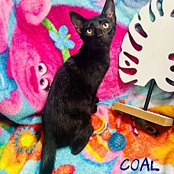 Thumbnail photo of Coal #3