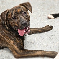 adopt a pet