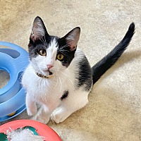adopt a pet