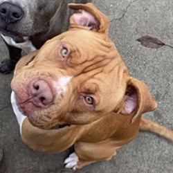 Photo of Damu