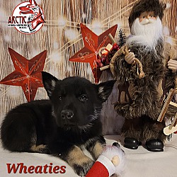 Thumbnail photo of Wheaties #2