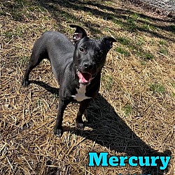 Thumbnail photo of Mercury - $25 Adoption Fee Special #2