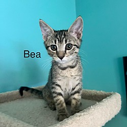 Thumbnail photo of Bea #1