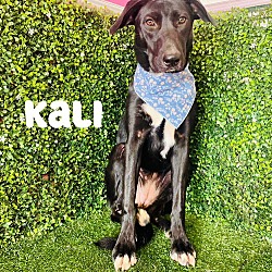 Thumbnail photo of Kali #1