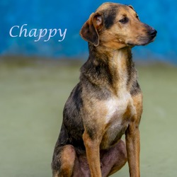 Thumbnail photo of Chappy (D24-061) #3