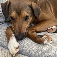adopt a pet