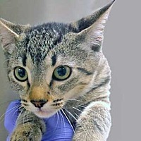 adopt a pet