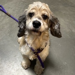 DeKalb, IL - Cocker Spaniel/Mixed Breed (Medium). Meet Neely a Pet for ...