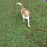 Beagle Puppies For Sale In Virginia Adoptapet Com