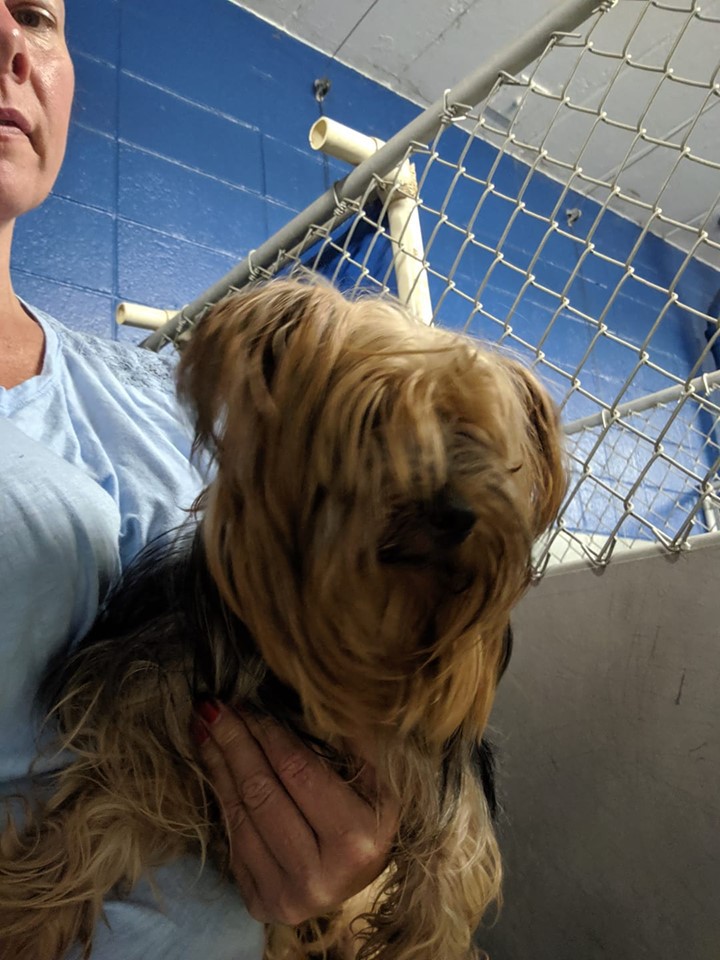 sonny's yorkie rescue shelter