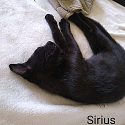 Thumbnail photo of Sirius #4