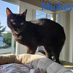 Thumbnail photo of Mickey #4